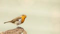 A single robin sat on a tree stump