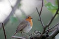 A single robin sits on a branch