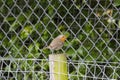 Single robin Royalty Free Stock Photo
