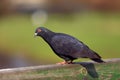 Single Rock Pigeon on a wooden fence stick during spring season