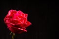 Single romantic red rose black background Royalty Free Stock Photo