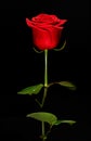 Single romantic red rose