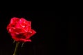 Single romantic red rose black background Royalty Free Stock Photo