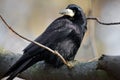 Single Rook bird on a tree branch during a spring nesting period