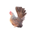 Single rooster bantam tri-coloured beautiful patterns standing  isolated on white background with clipping path Royalty Free Stock Photo
