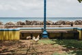 Rooster walking by the sea in Speightstown, Barbados.