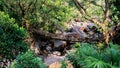 Single root bridge, Cherrapunji, Meghalaya