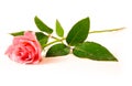 A single rose Royalty Free Stock Photo