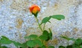 A Single Rose Against Stone Wall Royalty Free Stock Photo