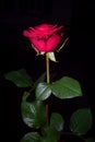 Single rose on black background