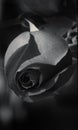 Single rose in black and white Royalty Free Stock Photo