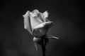 Single rose in black and white Royalty Free Stock Photo