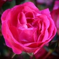 Single pink rose bloom macro Royalty Free Stock Photo
