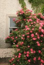 Single Rose bush pink climbing bush on building