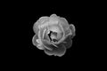 Single rose close up on a black background Royalty Free Stock Photo