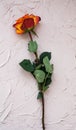 Single rose on a colored background, front view, flat view. Beautiful rose