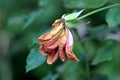 Single rose with almost completely dried shrunken and brittle petals on dark green leaves background