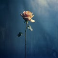 Surreal Rose: Blurry Analog Photograph With Faded Memories