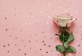 Single rose flower with holographic stars on pink background with place for text