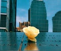Single Rose Ground Zero