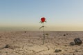 single rose growing in desert environment arid dry concept 3D Illustration