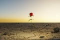 single rose growing in desert environment arid dry concept 3D Illustration Royalty Free Stock Photo