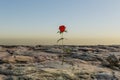 single rose growing in desert environment arid dry concept 3D Illustration Royalty Free Stock Photo