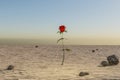 single rose growing in desert environment arid dry concept 3D Illustration