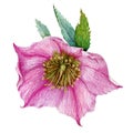 Single rose hellebore flower in the full bloom with green leaves watercolor illustration. Beautiful tender spring and winter bloom