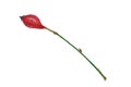 Single rose hip hand painted in watercolor Royalty Free Stock Photo