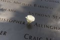 Single Rose that is left by someone`s name at the 9/11 memorial in New York City to show that its the victims birthday today