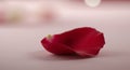 Single rose petal on light background Royalty Free Stock Photo