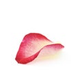 Single rose petal Royalty Free Stock Photo