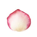 Single rose petal Royalty Free Stock Photo