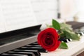 Red rose piano keys romantic background. Royalty Free Stock Photo