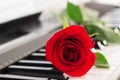 Red rose piano keys romantic background. Royalty Free Stock Photo
