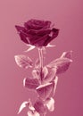 Single rose on pink background. Monochromatic view