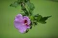 Single Rose of Sharon hanging in the air Royalty Free Stock Photo