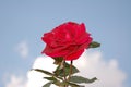 A single rose in the sky