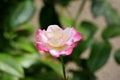Single rose with white to dark pink petals on large dark green leaves background Royalty Free Stock Photo