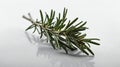 single rosemaryherb in a white ai generated Royalty Free Stock Photo