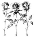 Single roses