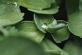 A single round drop of water nested in intersecting leaves