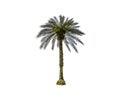 Single round shape of tall palm tree isolated on white background. Royalty Free Stock Photo