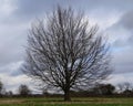 Single round tree with bare branches Royalty Free Stock Photo