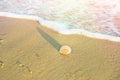 Single Round White Striped Sea Shell on Beach Sand. Foamy Wave Blue Turquoise Water. Golden Sunlight Soft Pastel Colors. Summer Royalty Free Stock Photo