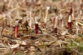 Single row of small broken corn stalks left in local cornfield after harvest surrounded with dry husks Royalty Free Stock Photo