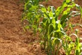 Single Row of Young Corn Plants In A Home Garden