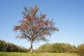 Single rowan tree Royalty Free Stock Photo