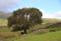 Rowan Tree, Cumbrian Fell.